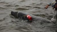 Wildlife crews rescue entangled manatee off Georgia coast in state's first documented case