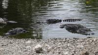 There are over 1 million alligators in Florida | Here's how to track attacks:
