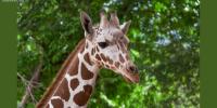 Upgraded Giraffe Center Opening Soon at Cheyenne Mountain Zoo