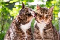 What science says about whether cats are still evolving