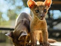 Central Florida Zoo says good-bye to miracle fosa sisters