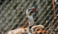 Nepal zoo bird flu outbreak raises alarm for national parks