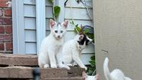 Some free-roaming cats in New York City are parasite “super-shedders,” study shows