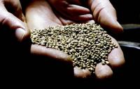 NH attorney general joins push for federal hemp regulations