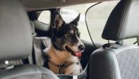 Wisconsin law protects bystanders who break into hot cars for rescues