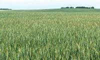 Manitoba Agriculture reports rapid crop development this past week