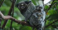 New monkey DNA map could help speed up human research