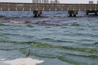 FAU Awarded U.S. EPA Grant to Combat Harmful Algal Blooms