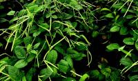 A southern tradition worth growing: White Acre peas