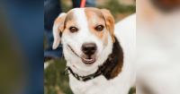 Pets of the Week – Meet Emmy Lou & Ivory