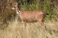 Alaska Department of Fish Game looks to boost Kenai Peninsula deer population