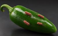 CDC Links Multistate Salmonella Outbreak to Mexican Jalapeño Peppers