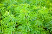 Groups Press Congress Over Impending Hemp Ban