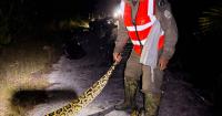 Everglades NP feeds 2026 python hunt with winners for most snakes caught, longest snake