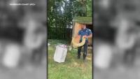 8-foot Burmese python found in New Jersey backyard after eating opossum under shed