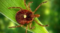 Bourbon virus carrier found in Tennessee. What to know about the rare illness