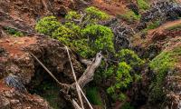 A group of scientists rappelled down a dangerous ravine on Robinson Crusoe Island to save the last wild tree of its species