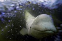 Cape Breton marina site of rare beluga sighting, but whale appears to be weak