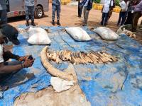 Customs intercept endangered wildlife products, petrol worth ₦362.2m