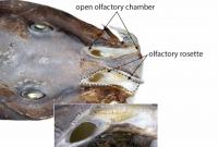 Can A Catfish ‘Sniff’ Underwater?