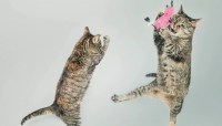 The Movies Have Gone to… the Cats???