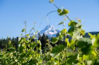 Vine Social: This One Time at Oregon Pinot Camp … Our Resident Sommelier Learned a Lot and Made Amazing Connections