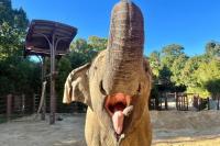 Things to do in the DC area: Elefest at the Zoo, DockDogs … and more!