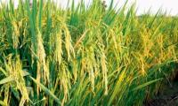 Most Karimnagar Farmers Sowing Paddy Despite Advice to Grow Alternate Crops