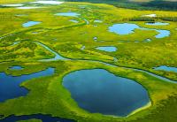 Why biodiversity is nature's best insurance against climate change