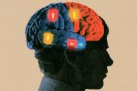 Researchers Discover the Brain’s Hidden Learning Switch