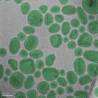 NIST Researchers Correct Common Error Confounding Nanotech Measurements