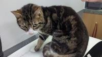 Neglected cat dies after being left in North East home without food or water