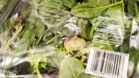 Cyclospora Cases Spiking in Massachusetts