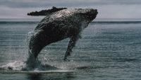 XRP whales keep buying the dip, but ether shows deeper capitulation