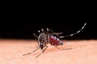 Byline: What Arizona Families Should Know About Insect Bites