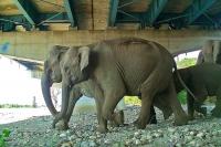 Helping wildlife roam, one safe path at a time