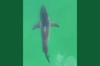 Maine great white shark videos fuel false social media rumors