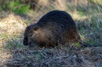 Fisherman bit in 2nd beaver attack at Maryland state park