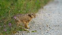 4th case of 'rabbit fever' reported in New York. Here's what to know