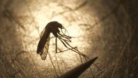Israel records its first death of the season linked to the West Nile virus