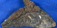Huge Megalodon shark teeth scattered across the ocean floor filled with metals