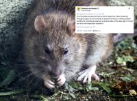 Rare hantavirus case confirmed in Spain after tourist tests positive for rat-borne disease