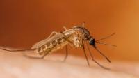 Greece reports 65 West Nile virus cases, 6 deaths