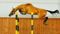 World Beauty Championship & Equestrian Sports Competition Of Heavenly Akhal-Teke Horses In The Netherlands From 4 To 6 September 2026