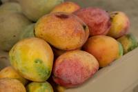 Agronometrics in Charts: Record July heat leaves Piura mango flowering near 10 percent