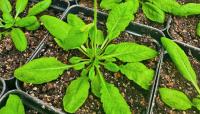 Team uncovers how plants ‘feel full’