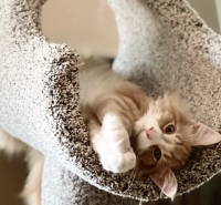 ‘The Cat Is My Customer’: Defying the Odds, St. Paul’s 35-Year-Old Cat Furniture Shop to Triple in Size