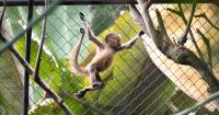 Victims of illegal wildlife trafficking get a second chance at life in Costa Rica