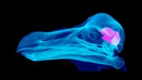Scientists Studied the Only 3 Dodo Skulls in Existence. Turns Out We Owe Them an Apology