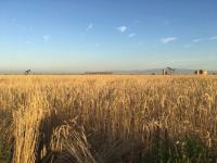 ‘Less bad’ options for farmers facing groundwater cutbacks